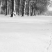 Clumber-in-Winter-2